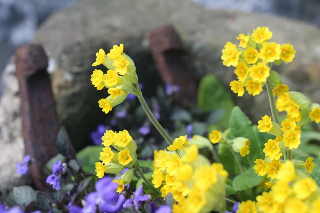 Yellow Primrose Cluster Petals Rustic Stone