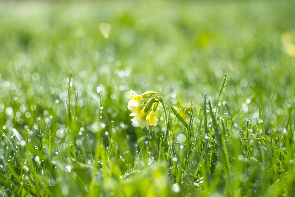 Yellow Primrose Dewdrops Grass Dewdrops