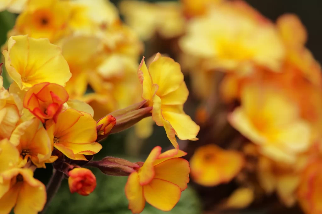 Yellow Primrose Petals Blooming