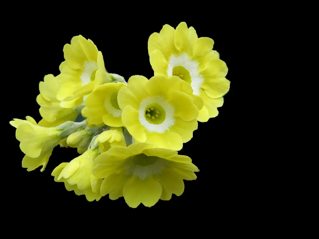 Yellow Primrose Petals Bright dark Center