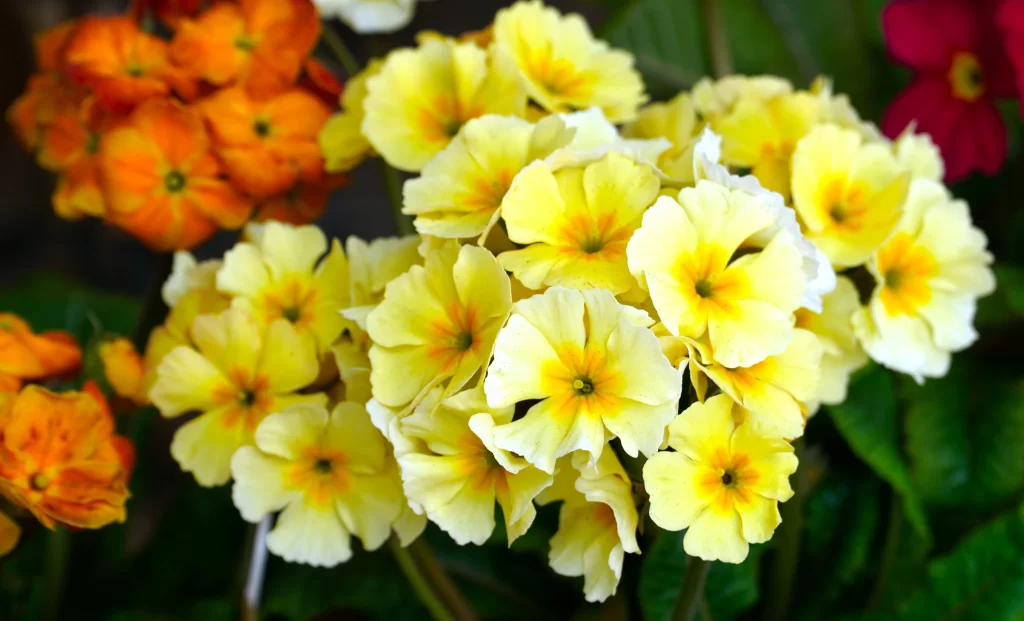 Yellow Primrose Petals Bright warm Blooms