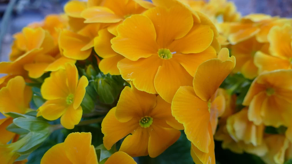 Yellow Primrose Petals Bright Green Stamen