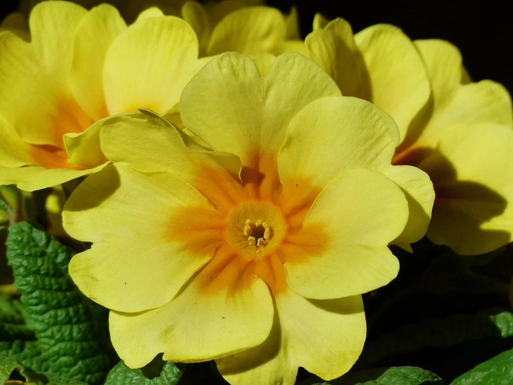 Yellow Primrose Petals Bright Center Green Leaves