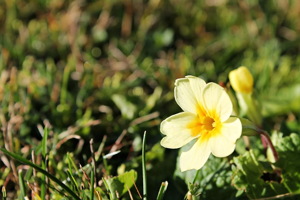 Yellow Primrose Petals Bright Green Grass
