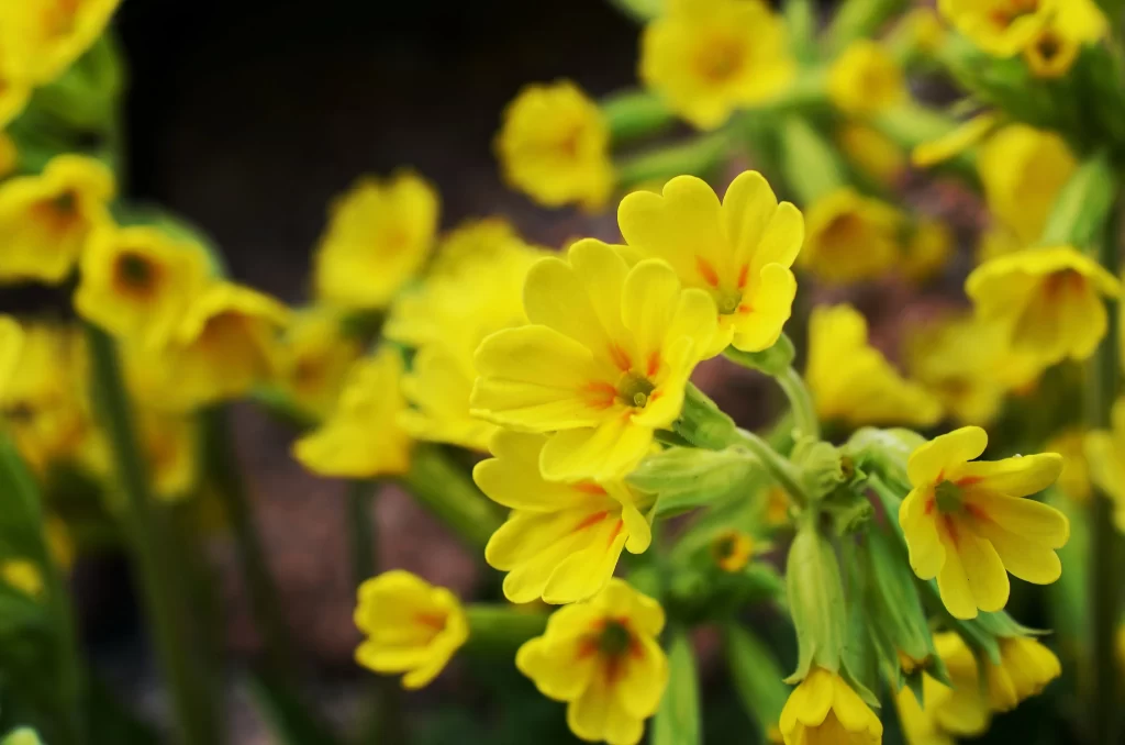 Yellow Primrose Petals Bright Green Stems