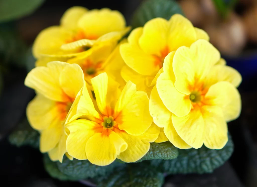 Yellow Primrose Petals Bright Green warm Leaves