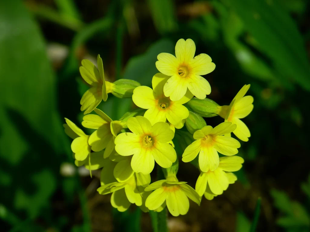 Yellow Primrose Petals Bright warm Green