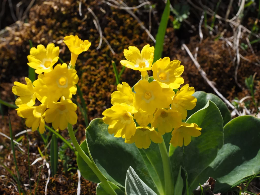 Yellow Primrose Petals Bright Green warm Leaves