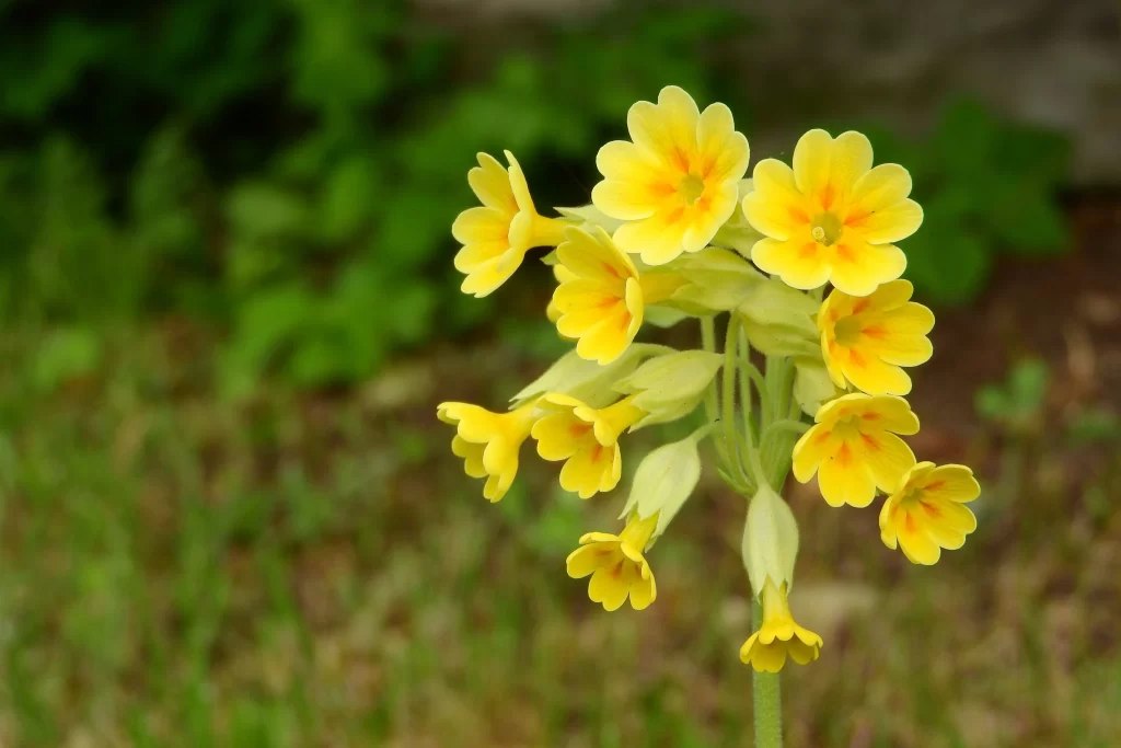 Yellow Primrose Petals Bright warm Green