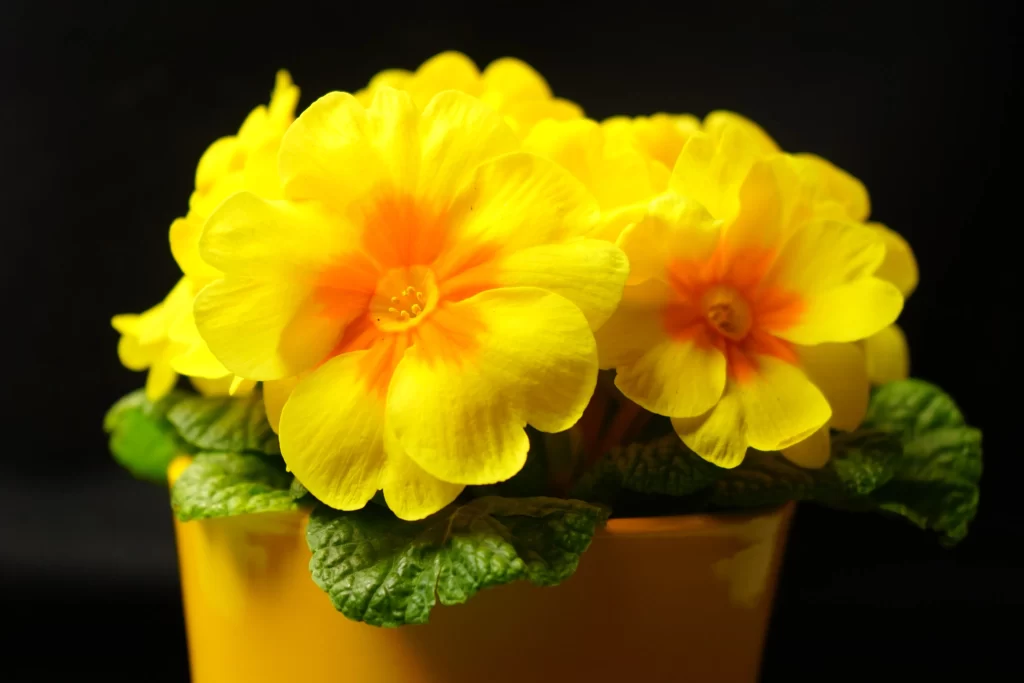 Yellow Primrose Petals Bright Green warm Leaves
