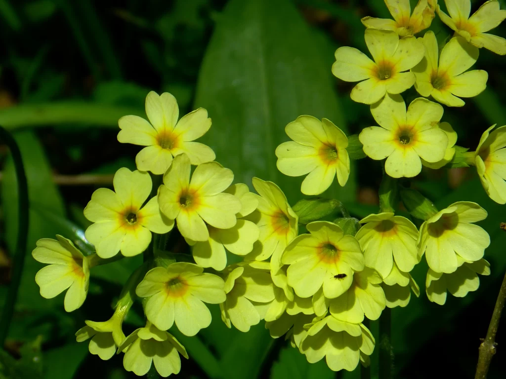 Yellow Primrose Petals Bright Green warm Leaves