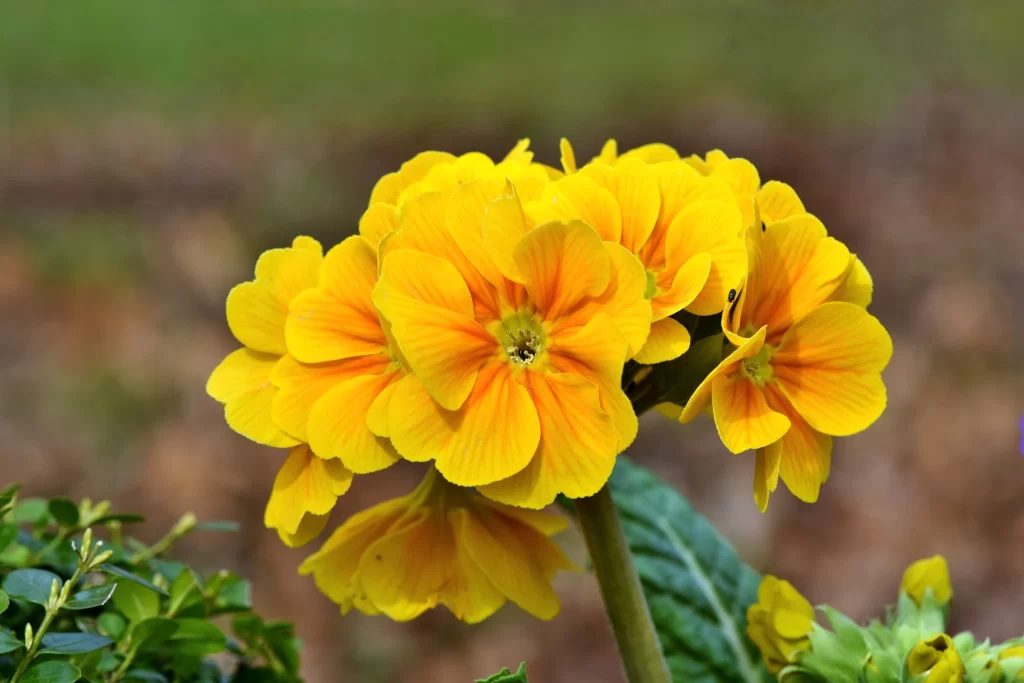 Yellow Primrose Petals Bright warm Green