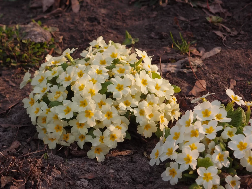 Yellow Primrose Petals Bright Blooms Nature