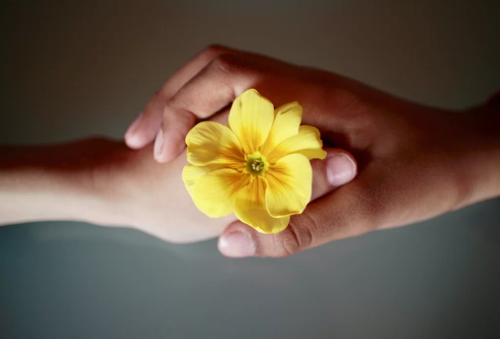 Yellow Primrose Petals Bright gray Center