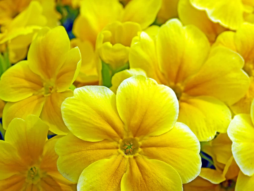 Yellow Primrose Petals Bright Blooms