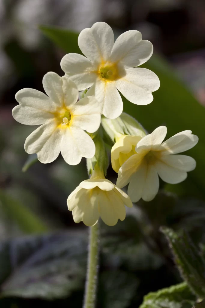 Yellow Primrose Petals Bright Green gray Leaves