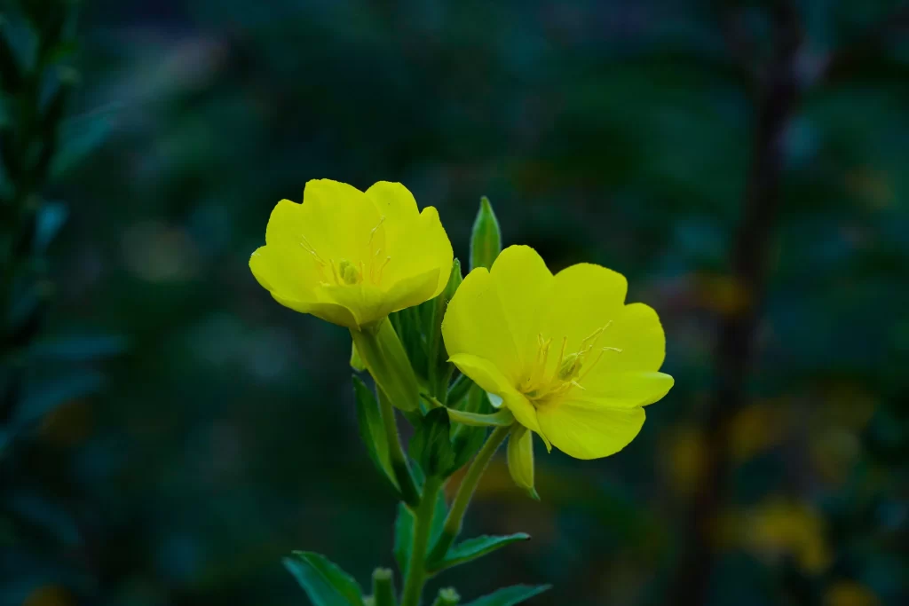 Yellow Primrose Petals Bright dark Green