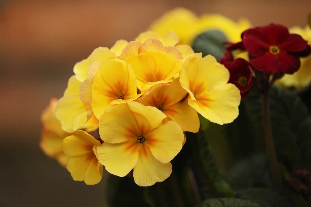 Yellow Primrose Petals Bright Red