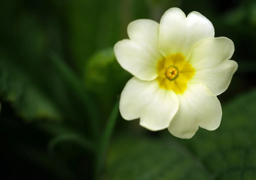 Yellow Primrose Petals Center Green