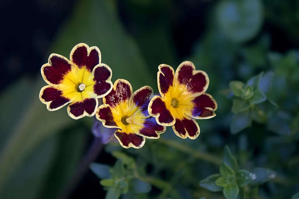 Yellow Primrose Petals Dark Red Edges