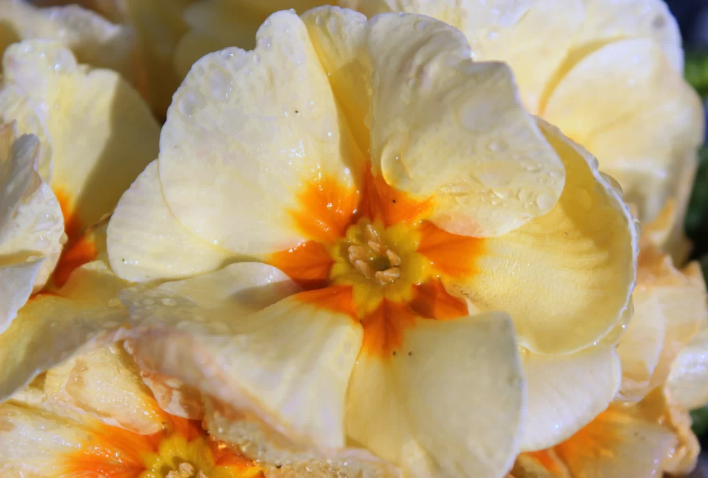 Yellow Primrose Petals Dewdrops Bright