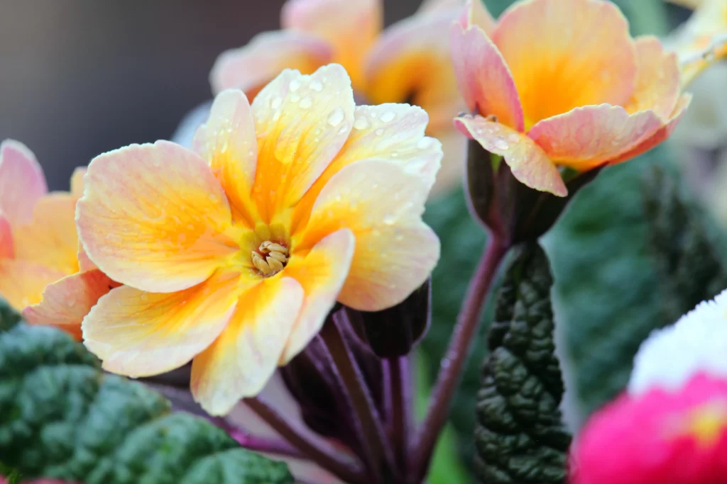 Yellow Primrose Petals Dewdrops Green Leaves