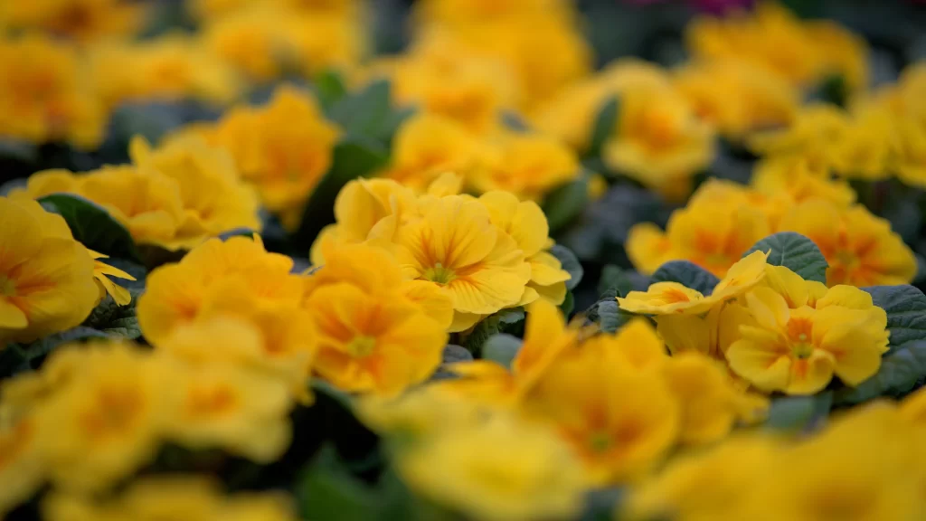 Yellow Primrose Petals Dense Bright Green
