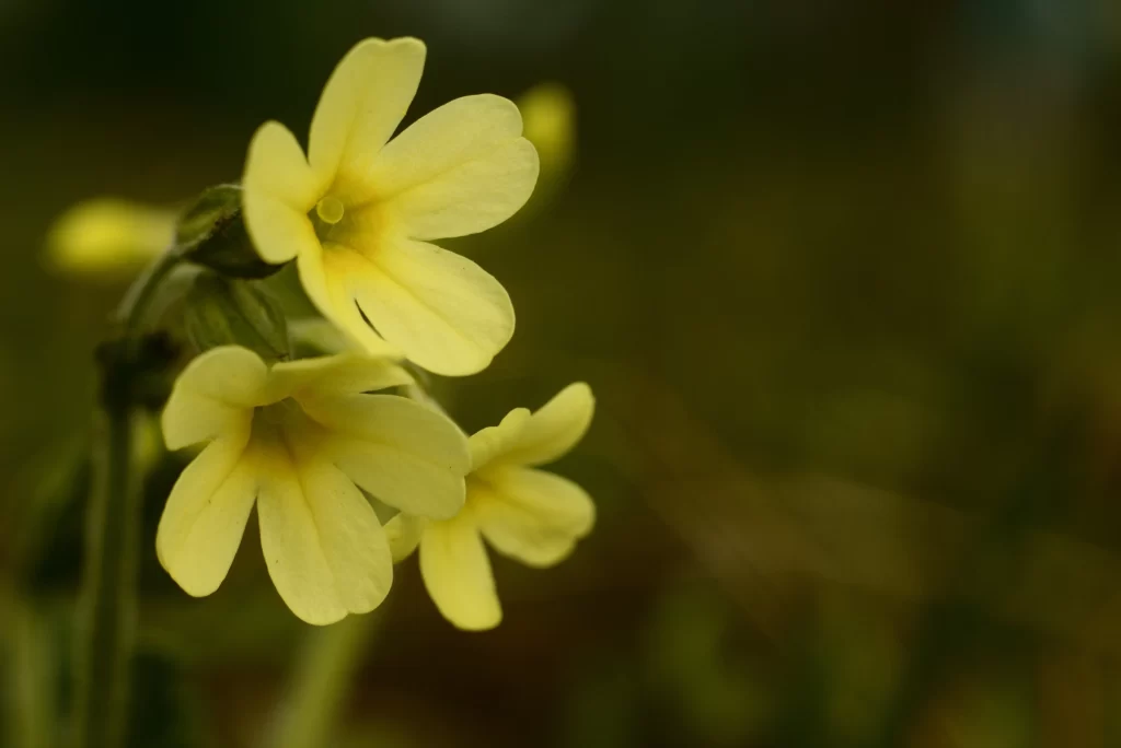 Yellow Primrose Petals Delicate Nature