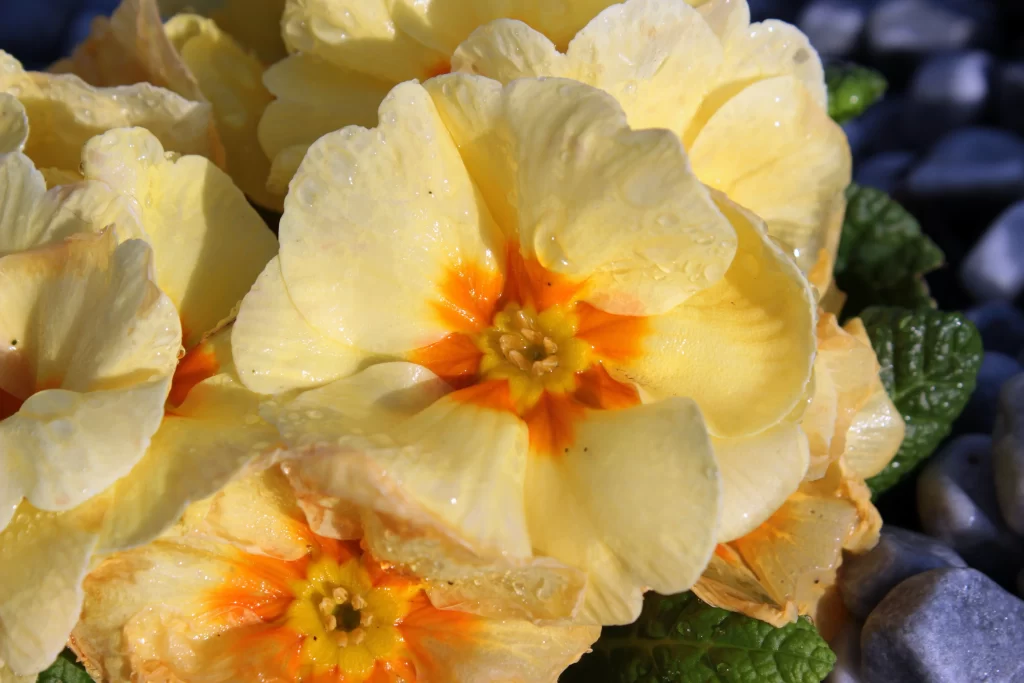 Yellow Primrose Petals Dewdrops Orange Center