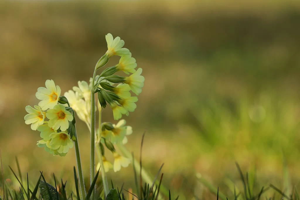 Yellow Primrose Petals Green Stems warm Nature
