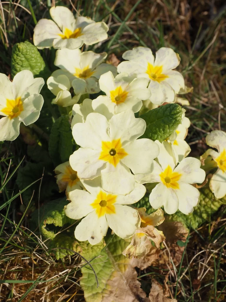 Yellow Primrose Petals Green Leaves Sunlight