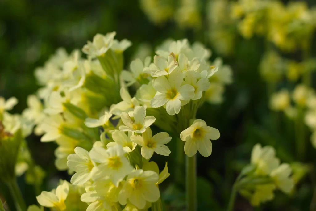 Yellow Primrose Petals Green Stems Sunlit
