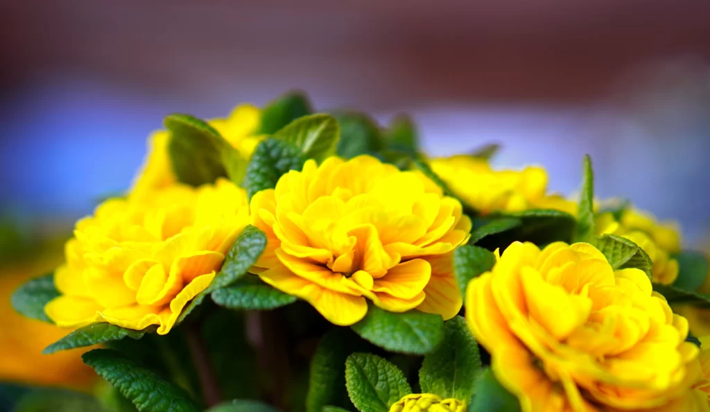 Yellow Primrose Petals Green warm Leaves