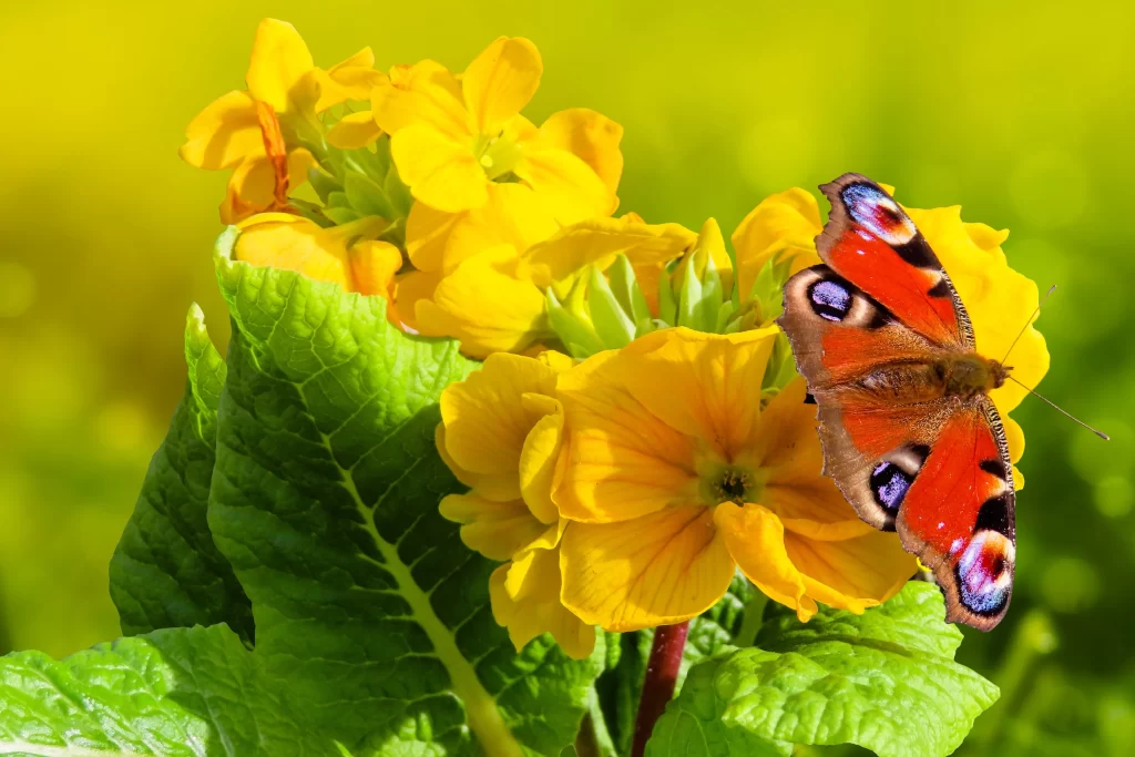 Yellow Primrose Petals Green Leaves warm Butterfly