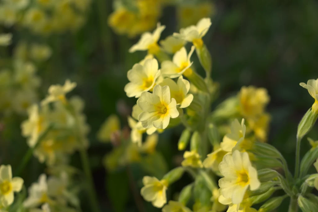 Yellow Primrose Petals Green Stems