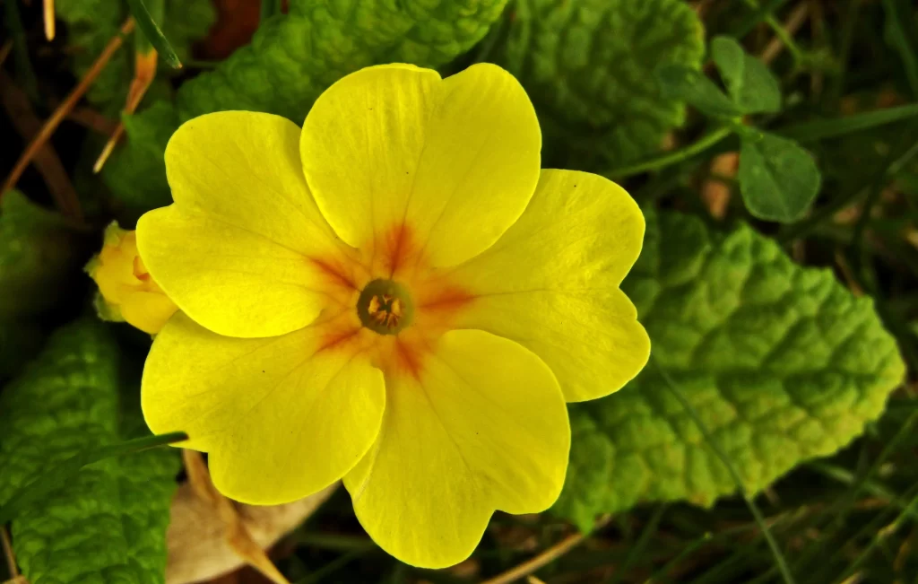 Yellow Primrose Petals Green warm Leaves