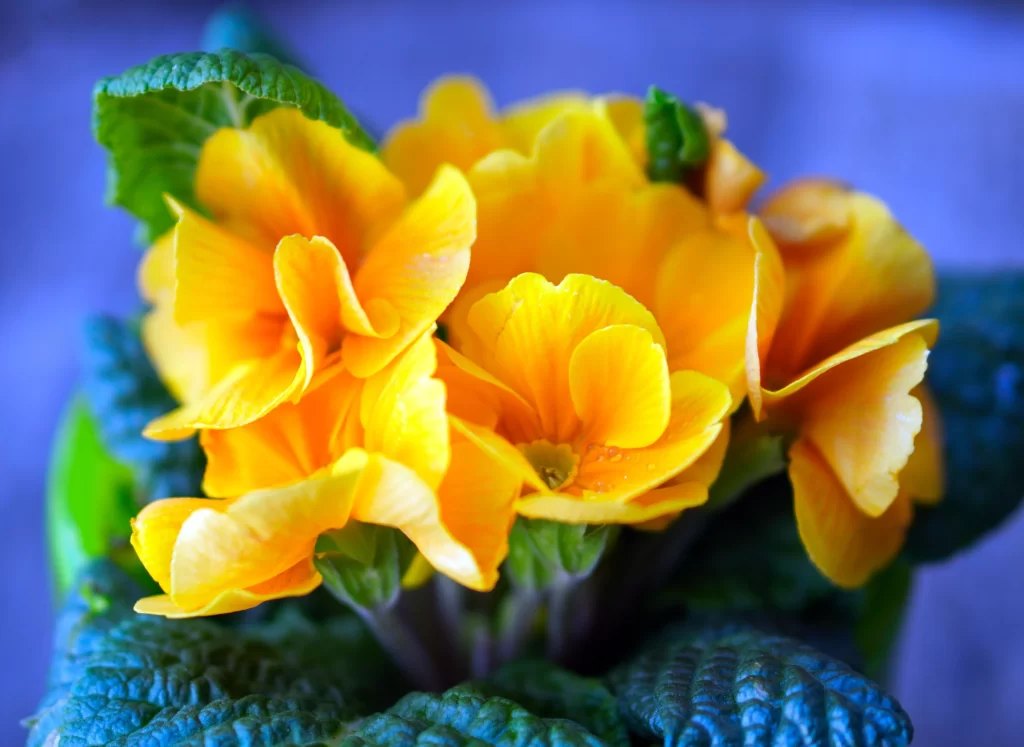 Yellow Primrose Petals Green gray Leaves