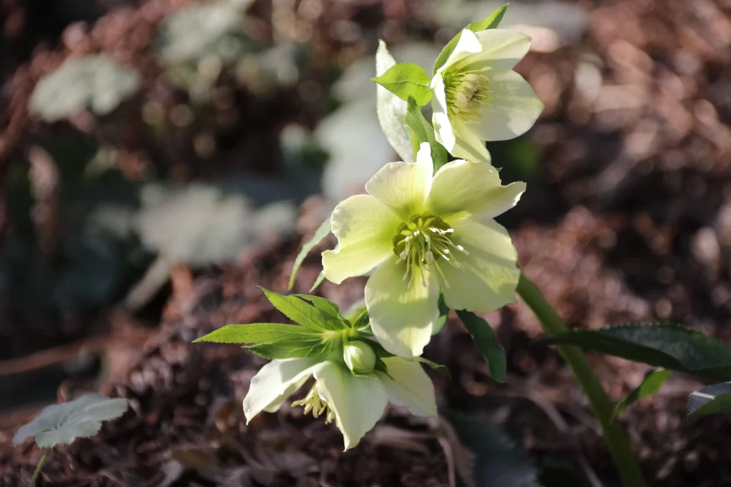 Yellow Primrose Petals Green gray Leaves