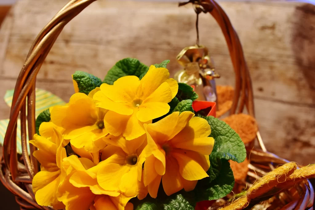 Yellow Primrose Petals Green Leaves warm Basket