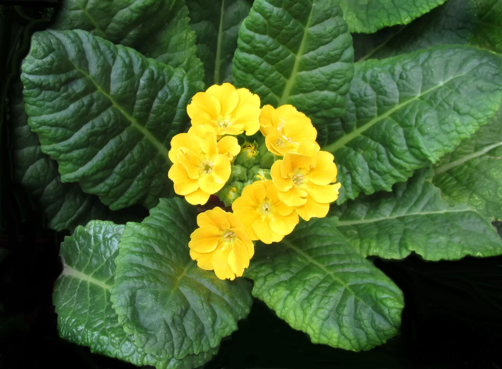 Yellow Primrose Petals Green warm Leaves
