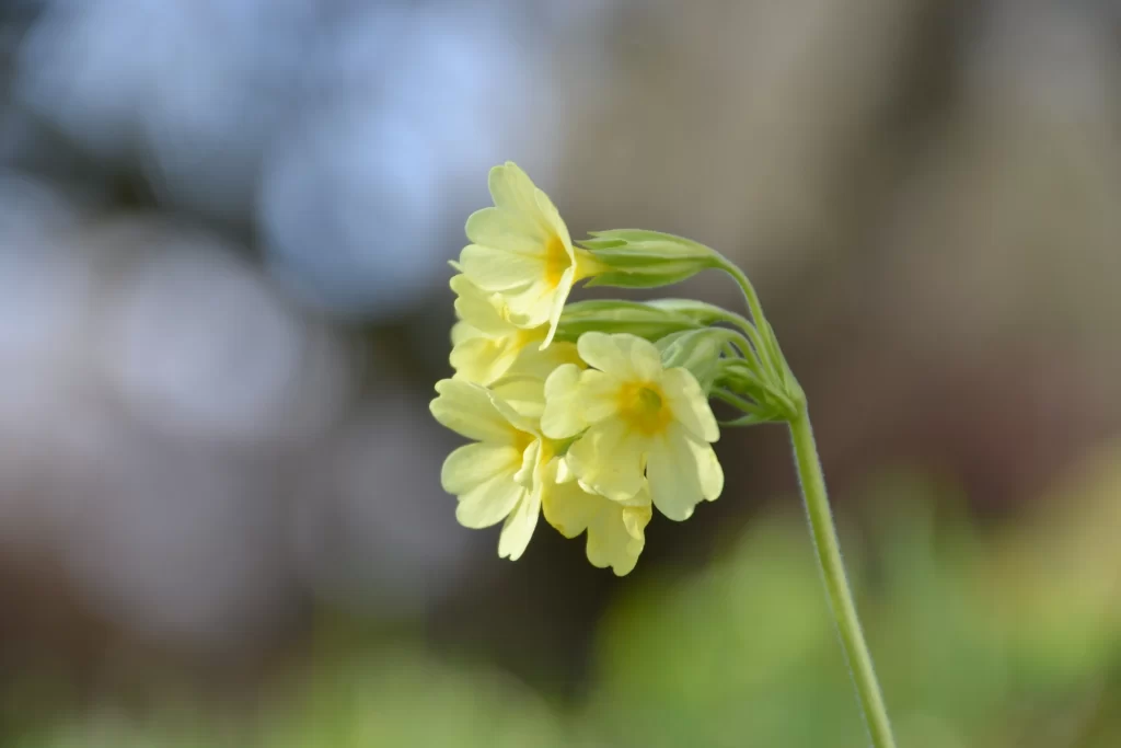 Yellow Primrose Petals Green Stems gray Nature