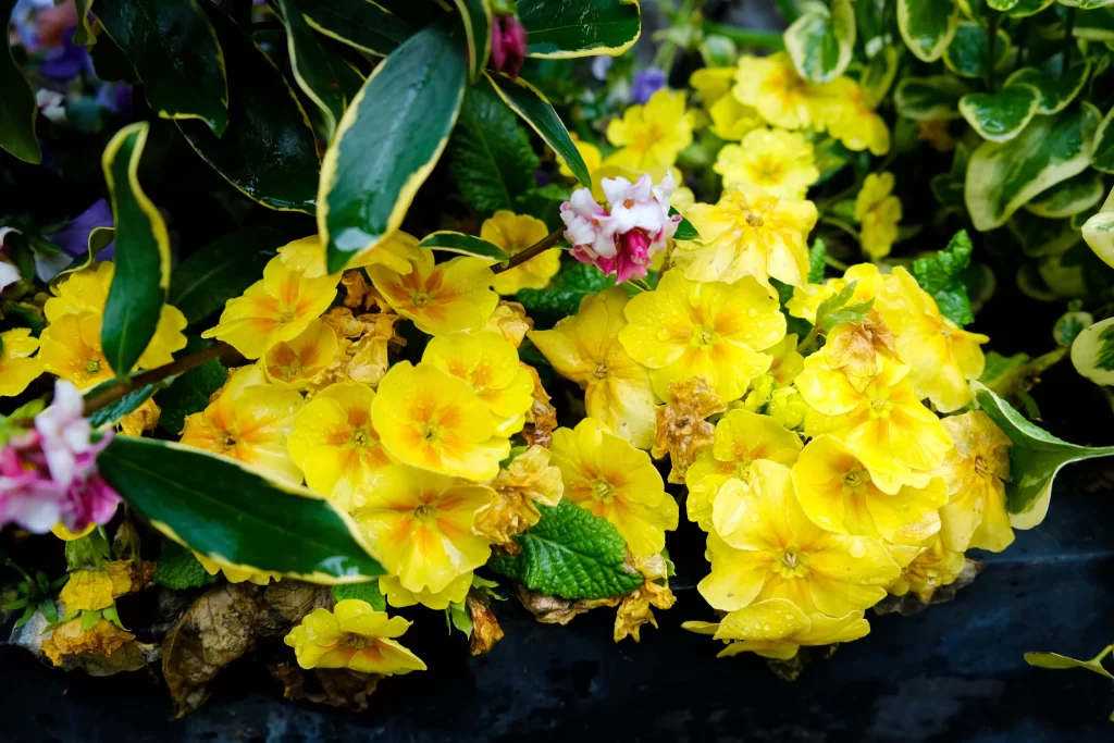 Yellow Primrose Petals Green warm Leaves
