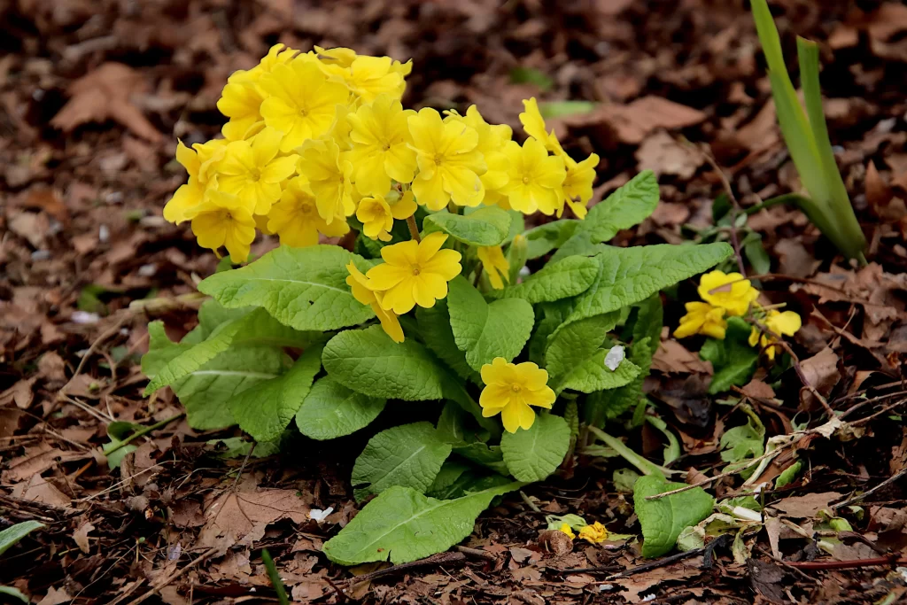 Yellow Primrose Petals Green warm Leaves