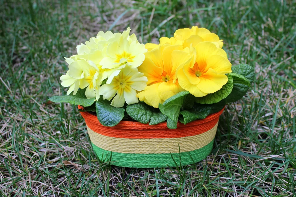 Yellow Primrose Petals Green Leaves warm Basket