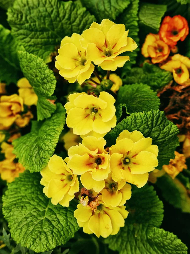 Yellow Primrose Petals Green warm Leaves