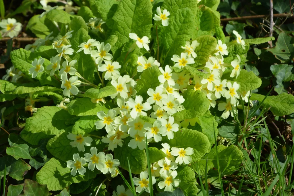 Yellow Primrose Petals Green Leaves Bright