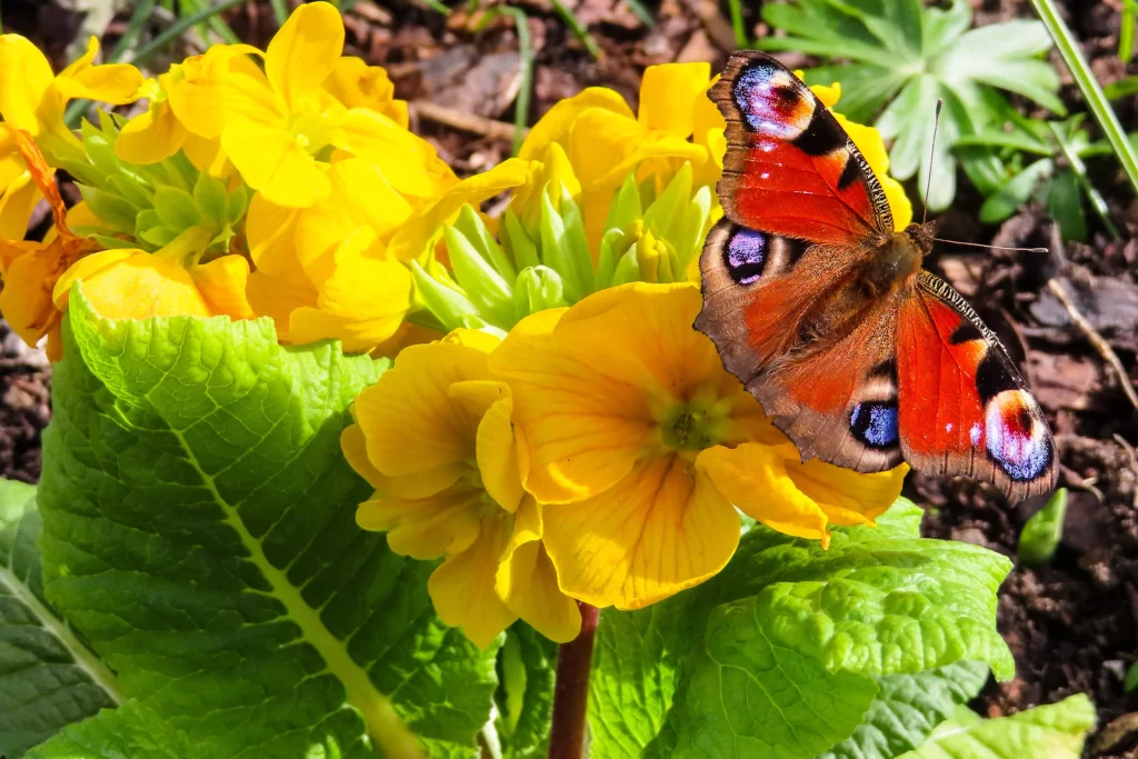 Yellow Primrose Petals Green Leaves warm Butterfly
