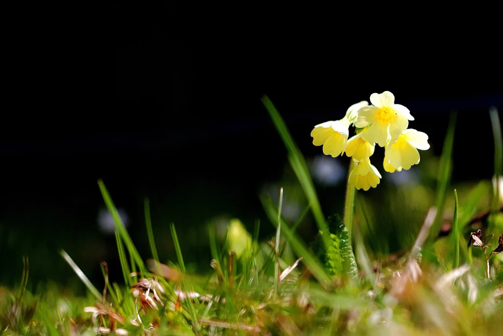 Yellow Primrose Petals Grass Sunlight
