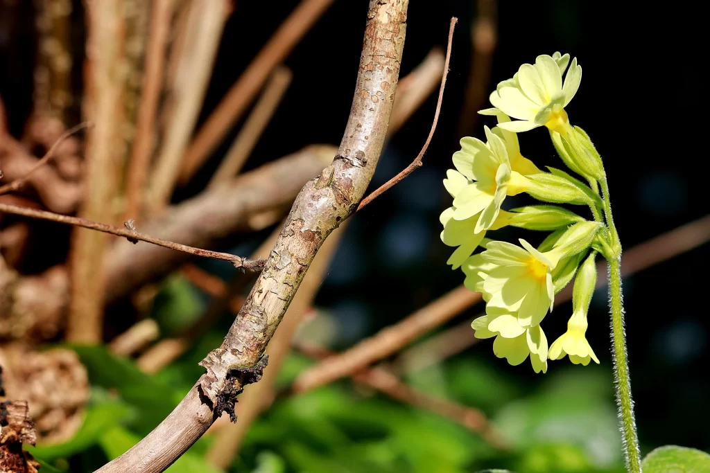Yellow Primrose Petals Green Stems warm Nature
