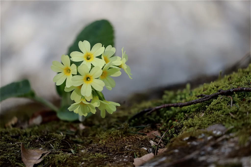 Yellow Primrose Petals Mossy Ground